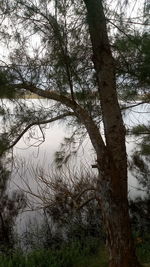 Scenic view of trees by lake in forest against sky