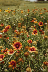Close-up of flowering plants on field