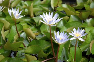 Close-up of white water lily