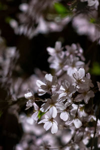 Close-up of white flowers