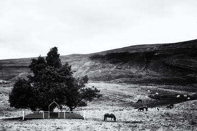 View of sheep grazing on field against sky