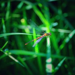 Close-up of damselfly on leaf