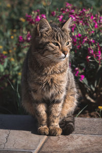 Cat sitting on a flower