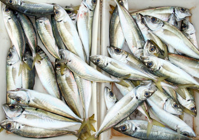 Close-up of fish for sale in market