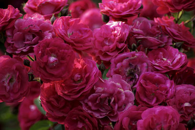 Close-up of pink rose