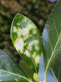 Close-up of wet plant leaves