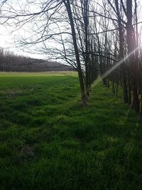 Trees on grassy field