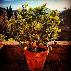 Plants growing on tree