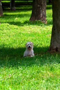 Portrait of a dog on field