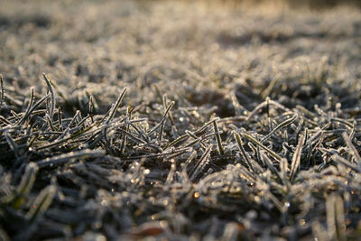 Close-up of frost on grass