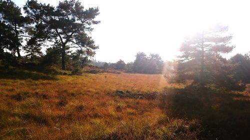 Scenic view of grassy field