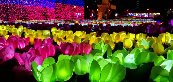 Close-up of multi colored tulips