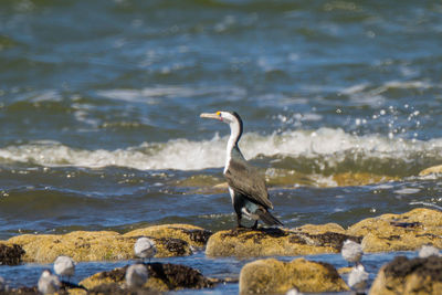 Bird on rock at beach