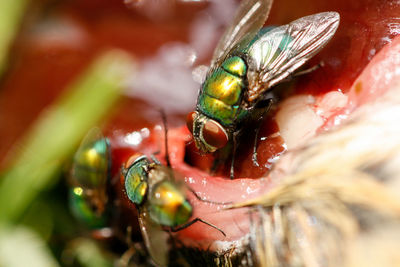 Close-up of houseflies feeding on dead animal