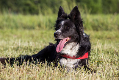 Black dog looking away on field