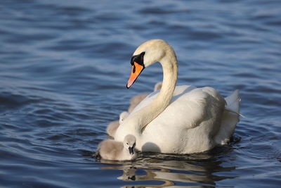 Swan floating on lake