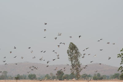 Low angle view of birds flying in sky