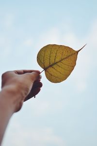 Close-up of hand holding maple leaves against sky