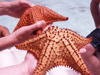 Starfishes