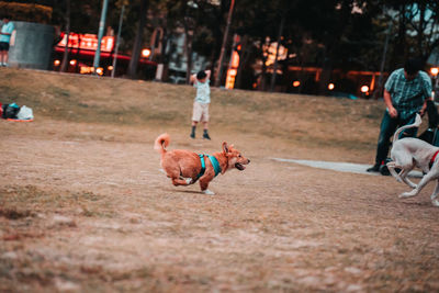 People with dog on city in background