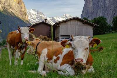 Cows on field