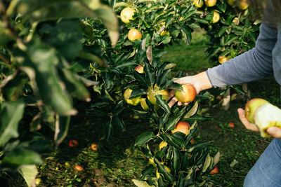 Hand harvesting apples from tree