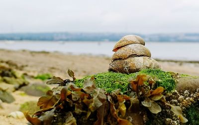 Close-up of shells on shore