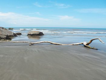 Driftwood on beach against sky