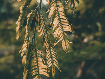 Close-up of fresh leaves