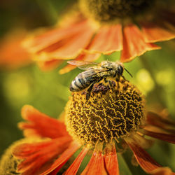 Close-up of bee on flower