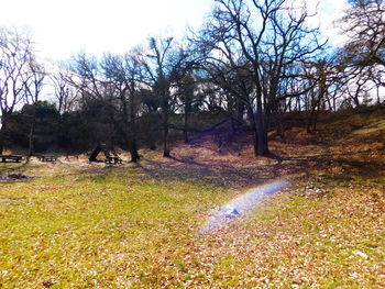 Trees on field