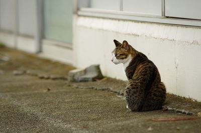 Cat found in park