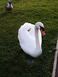 High angle view of swan on grassy field