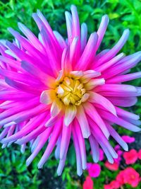 Close-up of pink flower