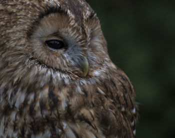 Close-up portrait of owl