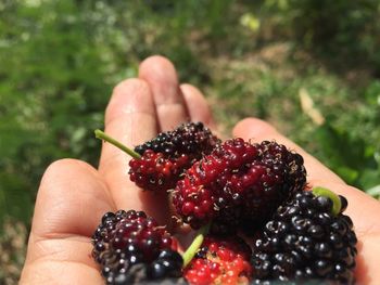Close-up of hand holding strawberries