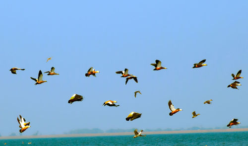 Seagulls flying over sea