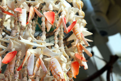 Close-up of white flowers in market
