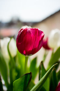 Close-up of red flower blooming outdoors