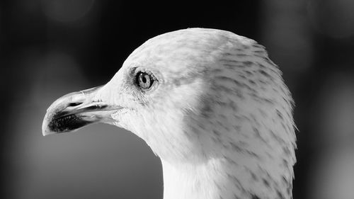 Close-up of seagull