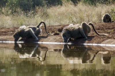 Monkeys in lake