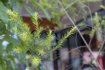 Close-up of plant