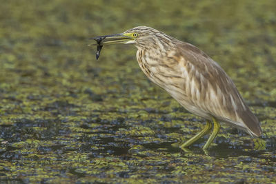 Close-up of bird carrying dead fish in lake