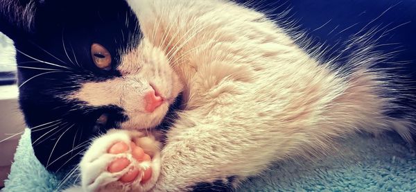Close-up of cat sleeping