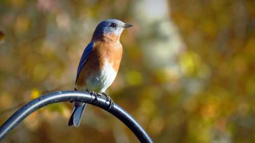 Close-up of bird perching on branch