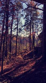 Trees in forest