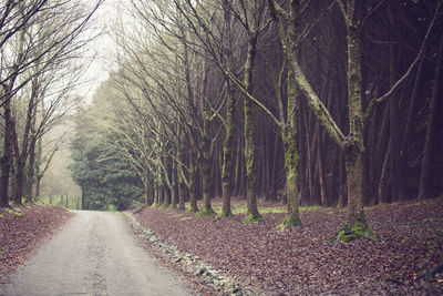 Road passing through forest