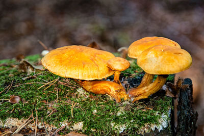 Close-up of mushrooms growing on field