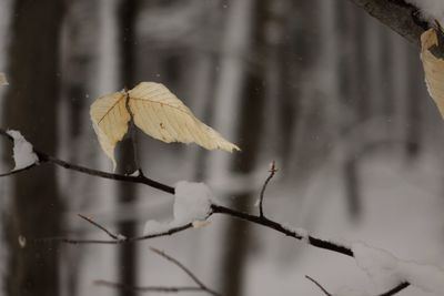 Close-up of snow on leaf during winter