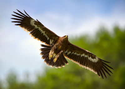 Low angle view of eagle flying against sky